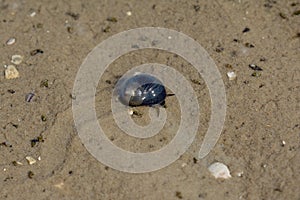 Common Periwinkle,North Frisia,North Sea,Schleswig-Holstein,Germany