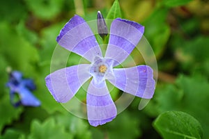 The common periwinkle plant Vinca Apocynaceae minor single flower with bud in background . Closeup of small, delicate and bright