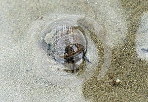 Common periwinkle sea snail