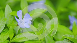 Common periwinkle. Vinca minor plant in beautiful violet blooms. Selective focus.