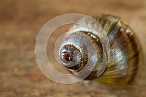Common Periwinkle on a Wooden Background