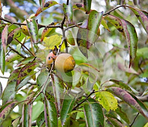 Common Persimmon tree (Diospyros virginiana) photo