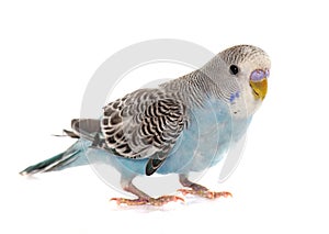 Common pet parakeet