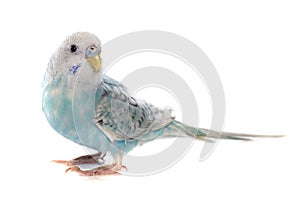 Common pet parakeet