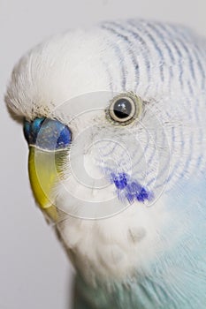 common pet parakeet