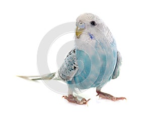 Common pet parakeet