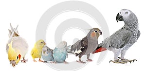 Společný domácí zvíře andulka papoušek a korely 