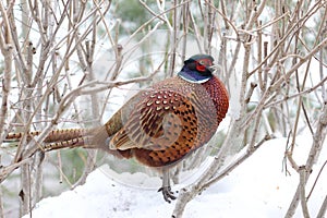 Common Pheasant photo