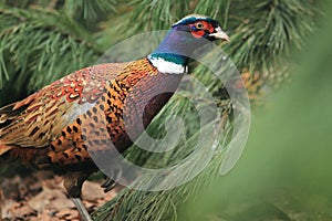 Common pheasant