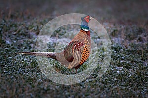 The common pheasant is a bird in the pheasant family Phasianidae