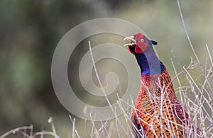 Common Pheasant among Bushes