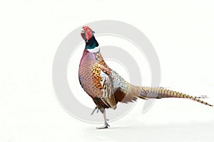 Common Pheasant photo