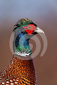 Common pheasant cock in detail looking in sunny nature.