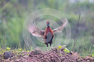 Common pheasant flapping wings photo