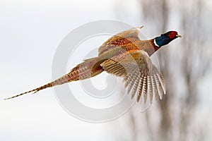 Common pheasant flying in the air in winter nature.