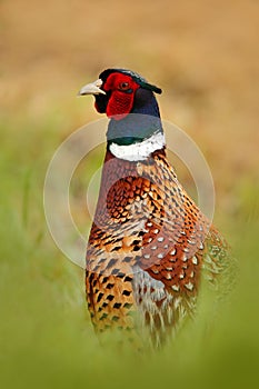 Common Pheasant, hidden portrait, bird with long tail on the green grass meadow, animal in the nature habitat, wildlife scene from