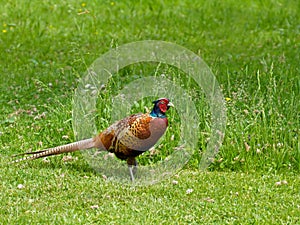 Common Pheasant male