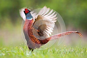 Common pheasant male lekking with open wings on a green meadow in spring nature