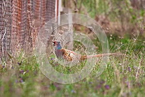 Common pheasant male in natural habitat