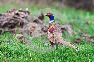 Common pheasant male in natural habitat