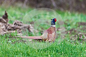 Common pheasant male in natural habitat