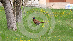 Common pheasant male in natural habitat