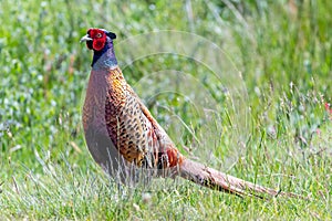 common pheasant on the meadow in the natural reserve of Amrum in Northern Germany