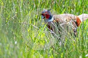 common pheasant on the meadow in the natural reserve of Amrum in Northern Germany