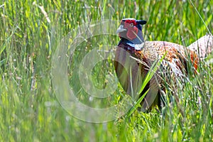 common pheasant on the meadow in the natural reserve of Amrum in Northern Germany