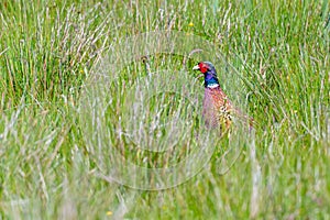 common pheasant on the meadow in the natural reserve of Amrum in Northern Germany