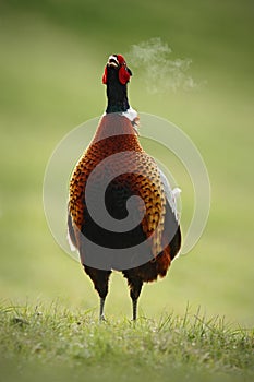 Common Pheasant on the meadow with open beak and the steam