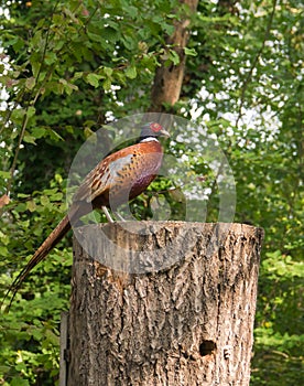 Common Pheasant perching on log