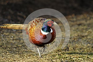 Common pheasant, phasianus colchicus photo