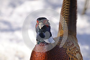 Common pheasant, phasianus colchicus photo