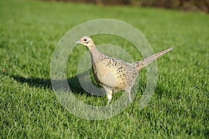 Common pheasant, phasianus colchicus