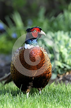 Common pheasant, phasianus colchicus