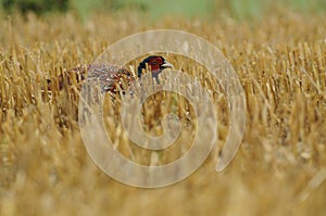 Common Pheasant (Phasianus Colchicus)