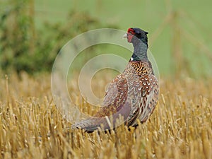 Common Pheasant (Phasianus Colchicus)