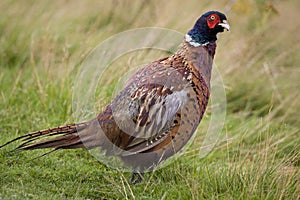 Common Pheasant - (Phasianus colchicus) photo