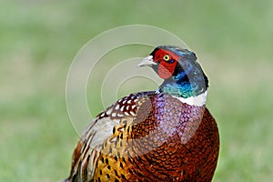 Common pheasant, phasianus colchicus photo