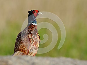 Common Pheasant (Phasianus Colchicus) photo