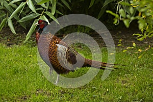 The Common pheasant (Phasianus colchicus).