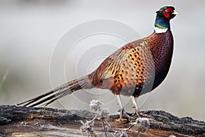 Common pheasant, Phasianus colchicus