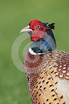 Common Pheasant (Phasianus colchicus)