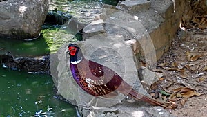 Common pheasant (Phasianus colchicus)