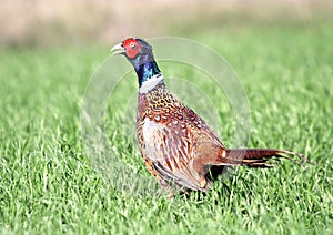 Common Pheasant ( Phasianus colchicus )