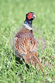 Common Pheasant ( Phasianus colchicus ) photo