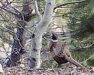 Common Pheasant Phasianus colchicus bird