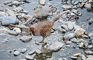 Female Common pheasant or Phasianus colchicus photo