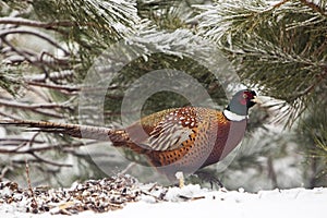 Common Pheasant Phasianus colchicus bird in winter snow